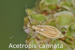 Acetropis carinata