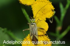Adelphocoris quadripunctatus