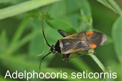 Adelphocoris seticornis