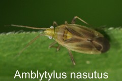 Amblytylus nasutus