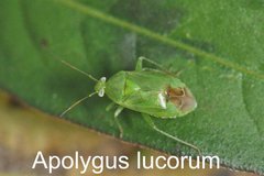 Apolygus lucorum