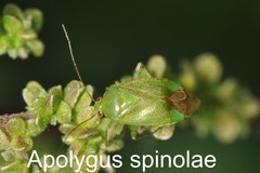 Apolygus spinolae
