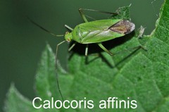 Calocoris affinis