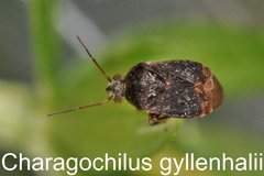 Charagochilus gyllenhalii
