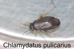 Chlamydatus pulicarius