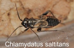 Chlamydatus saltitans