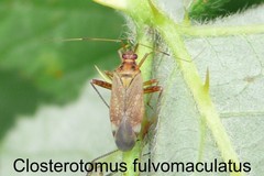 Closterotomus fulvomaculatus