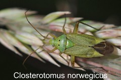 Closterotomus norwegicus