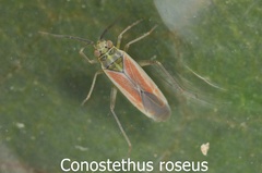 Conostethus roseus