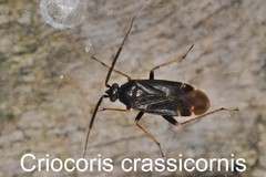 Criocoris crassicornis