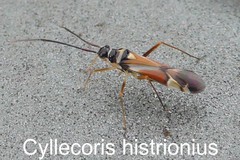 Cyllecoris histrionius