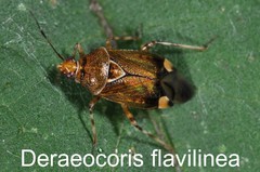 Deraeocoris flavilinea