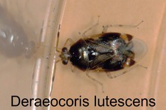 Deraeocoris lutescens