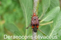 Deraeocoris olivaceus