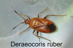 Deraeocoris ruber