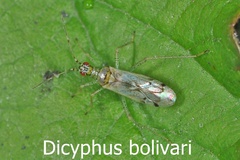 Dicyphus bolivari