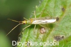 Dicyphus epilobii