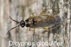 Dicyphus globulifer