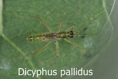 Dicyphus pallidus