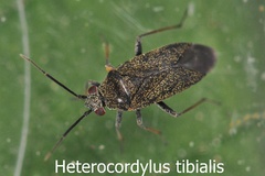 Heterocordylus tibialis
