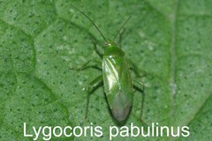 Lygocoris pabulinus