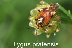 Lygus pratensis