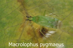 Macrolophus pygmaeus
