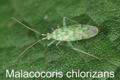 Malacocoris chlorizans