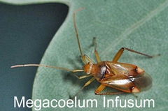 Megacoelum Infusum