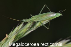 Megaloceroea recticornis