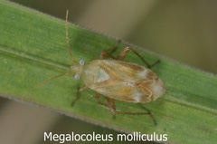 Megalocoleus molliculus
