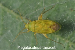 Megalocoleus tanaceti