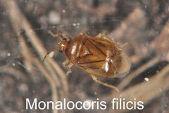 Monalocoris filicis