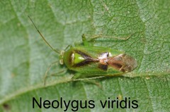 Neolygus viridis