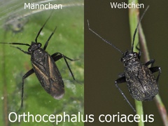 Orthocephalus coriaceus