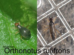 Orthonotus rufifrons