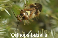 Orthops basalis