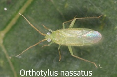Orthotylus nassatus