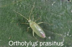 Orthotylus prasinus