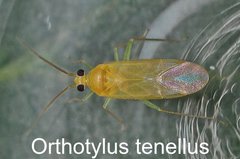 Orthotylus tenellus