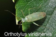 Orthotylus viridinervis