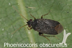 Phoenicocoris obscurellus