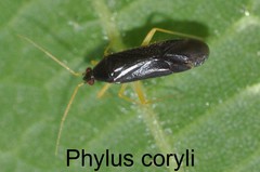 Phylus coryli