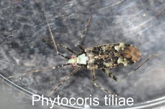 Phytocoris tiliae