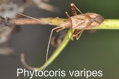 Phytocoris varipes