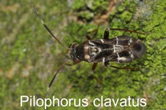 Pilophorus clavatus