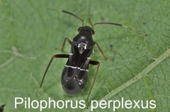 Pilophorus perplexus