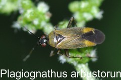 Plagiognathus arbustorum