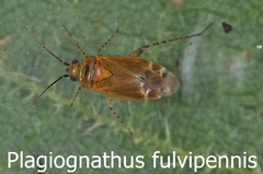 Plagiognathus fulvipennis