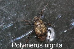 Polymerus nigrita